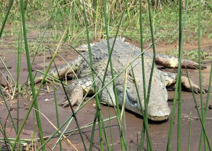 Animal_lnfTn8L uganda