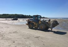 Hallan extraña criatura putrefacta en una playa de Maine (Fotos) playa