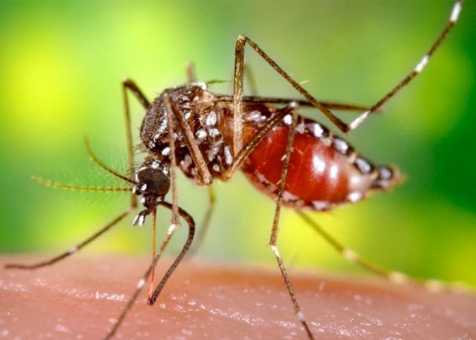 Animal_snoYqzB grecia