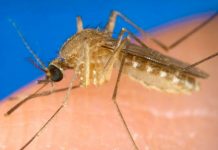 El virus del Nilo Occidental causa 9 muertos en Serbia enfermedad