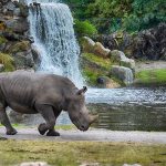 Cazadores furtivos mataron a 508 rinocerontes en Sudáfrica caza furtiva