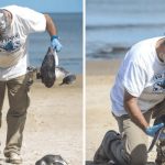 pinguinos magalalnes muertos