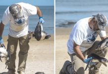 Mueren al menos 100 pingüinos en las costas de Uruguay pinguinos magalalnes muertos