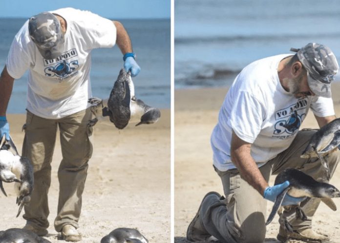 pinguinos magalalnes muertos