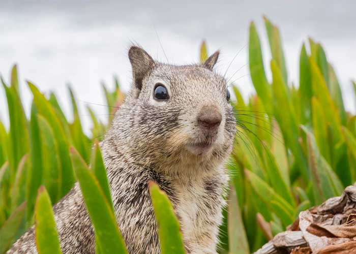 Ardilla_Rm6N7z6 colorado