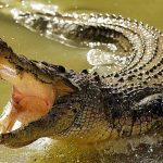 Cocodrilo devora a un niño de 10 años frente a sus hermanos en Filipinas ataque de cocodrilo