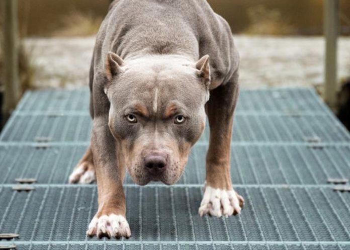 Ataque_perro costa rica