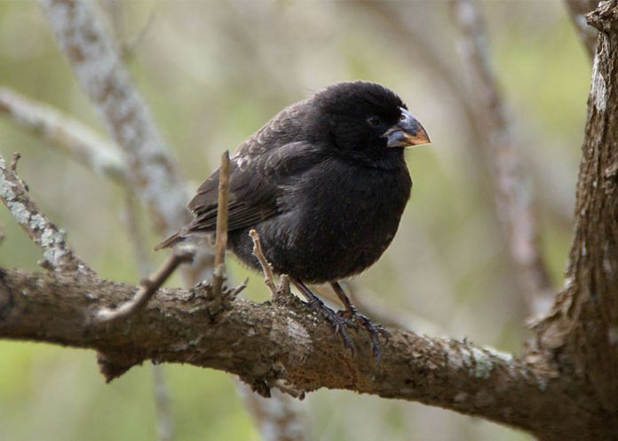 Ave_5OEiemo aeropuerto internacional john f. kennedy