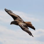 Impacto de ave obliga a un avión a retornar a la pista (VIDEOS) vuelo guatemala panama