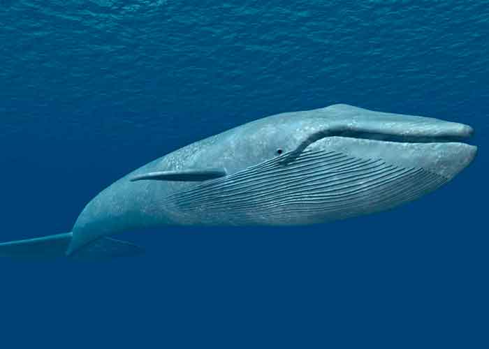 Argentina: Ballena varada obliga gran operativo para sepultarla en la playa australia