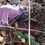 Bebé es encontrada con picaduras tras ser abandonada en el bosque filipinas