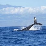 Nueva polémica en Japón por «tortura» de pescadores a una ballena japon