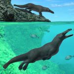 Hallan fósiles de una ballena con 4 patas en la costa de Perú restos fosiles