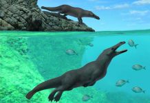 Hallan fósiles de una ballena con 4 patas en la costa de Perú restos fosiles