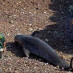 Mueren nueve de las 15 ballenas calderones varadas en Asturias, España ballenas calderones