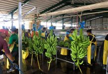 Panamá reactiva producción bananera y envía embarque a EE.UU. empresa banapina