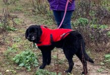 Perrita con la cara desfigurada espera encontrar a una familia (Fotos) reino unido