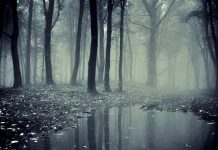 Hallan un «bosque fantasma» en las aguas del mar Báltico ruso arboleda