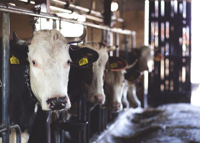 Brasil_E4VeJwN malasia