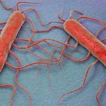 brote de listeriosis