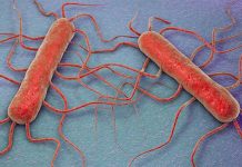 Aumentan a 132 los casos de listeriosis en España brote de listeriosis