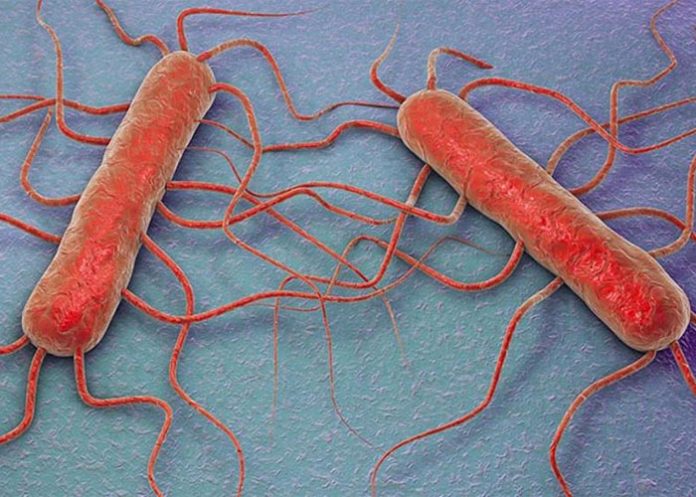 brote de listeriosis