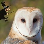 Hombre quema viva a una lechuza porque creer que era una bruja mexico