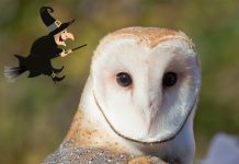 Hombre quema viva a una lechuza porque creer que era una bruja mexico