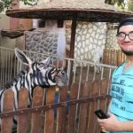Burra pintada de cebra mete en líos a un zoológico egipcio el cairo