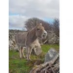 Mira el video de la burra Harriet que canta ópera burra harriet