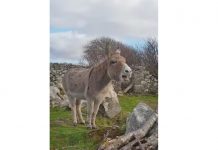 Mira el video de la burra Harriet que canta ópera burra harriet