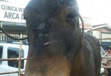 Tratan de salvarle la vida a burro quemado en incendio forestal honduras