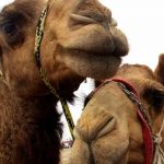 Australia: 5.000 camellos sacrificados para proteger zonas aborígenes australia