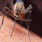 Detectan un caso de malaria en Roatán, Honduras honduras