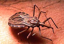 Enfermos con Chagas también poseen un parásito intestinal estudio