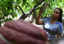 Unas 800 toneladas métricas de cacao producirá este año Honduras honduras