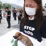 Protestan en Seúl para terminar con el consumo de carne de perro animalistas