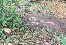 Zopilotes indican lugar donde estaba un cadáver en Costa Rica costa rica