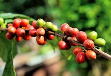 México anuncia apoyo para sembradores de café y caña de azúcar gobierno de mexico