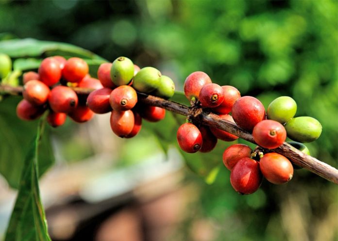 Cafe_TzYcXYI gobierno de mexico