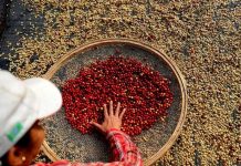 Brasil rompe récord este enero en la exportación de café brasil