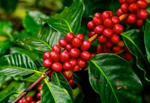 Exportación de café baja en Honduras honduras