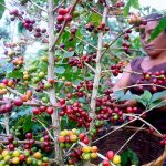 ventas de cafe