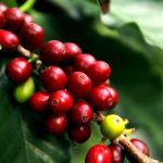 Cafetaleros hondureños sustituyen cortadores por máquinas cortadores de cafe