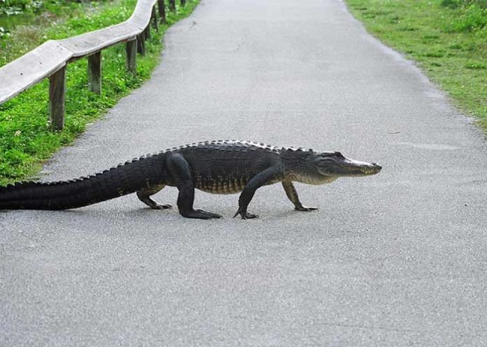 Caiman_0VaOv4c avion