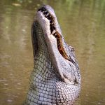 Caimán de 2 metros escala una valla para huir de cazadores (FOTO) caiman