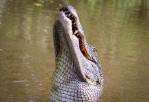caiman