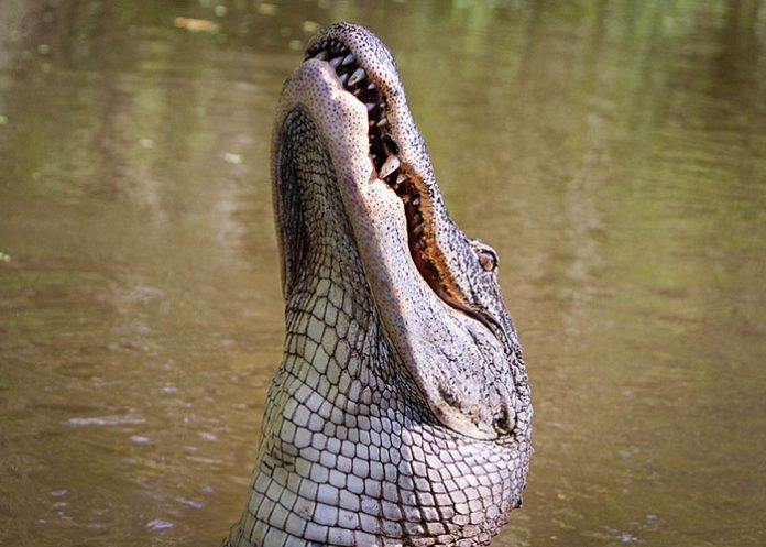 Caiman_5TxFqFA caiman