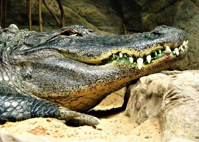 Caiman_a5XMDYX estados unidos