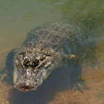 Buscan a mujer que fue arrastrada por un caimán en lago de Florida policia de davie